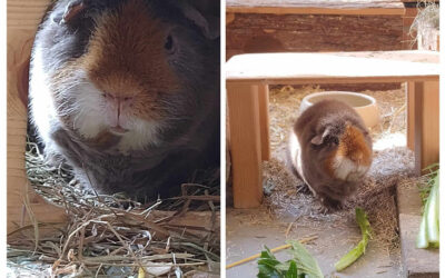 Meerschweinchen Bernhard sucht Gesellschaft