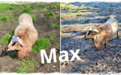 Unser neuestes Notfellchen heißt MAX